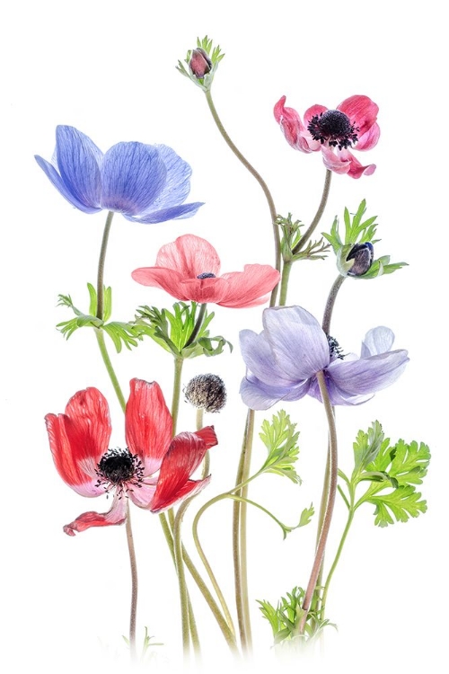 Picture of ANEMONE DE CAEN