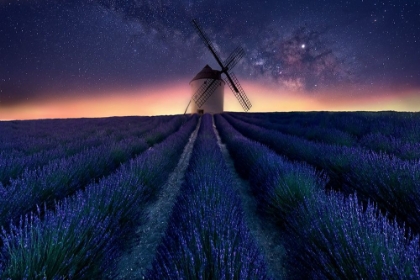 Picture of LAVENDER NIGHT