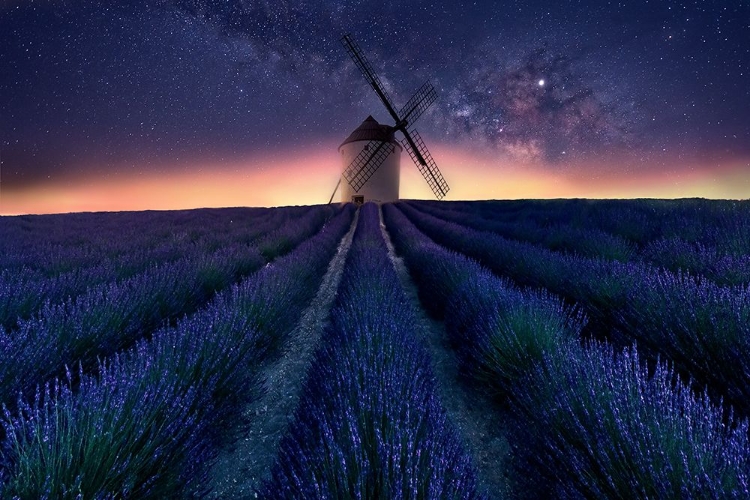 Picture of LAVENDER NIGHT