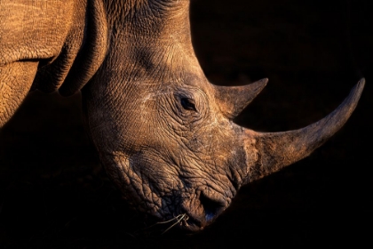 Picture of RHINOCEROS