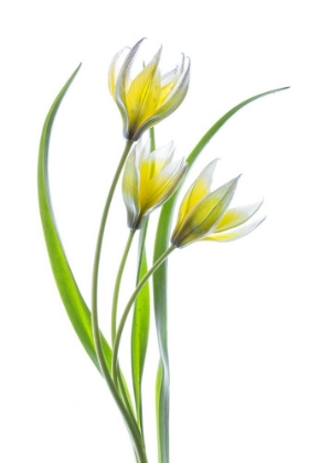 Picture of ~~TULIPA~~