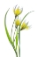 Picture of ~~TULIPA~~