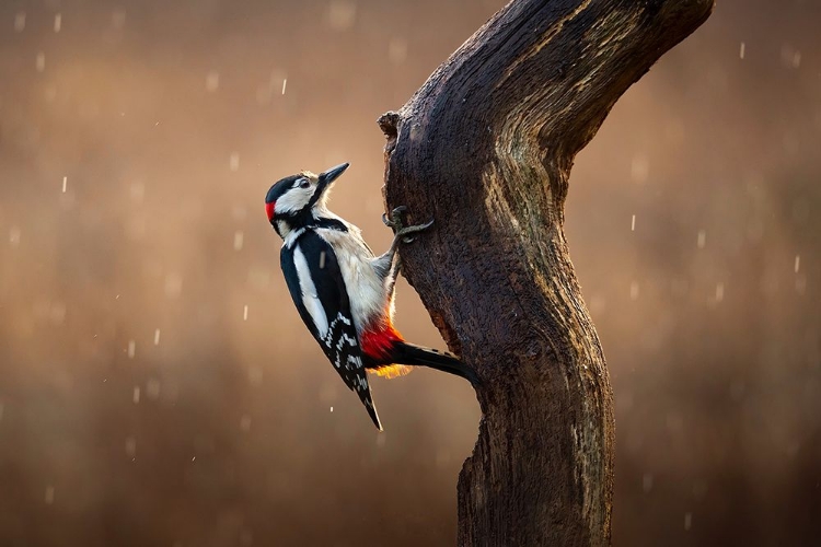 Picture of WOODPECKER IN THE RAIN