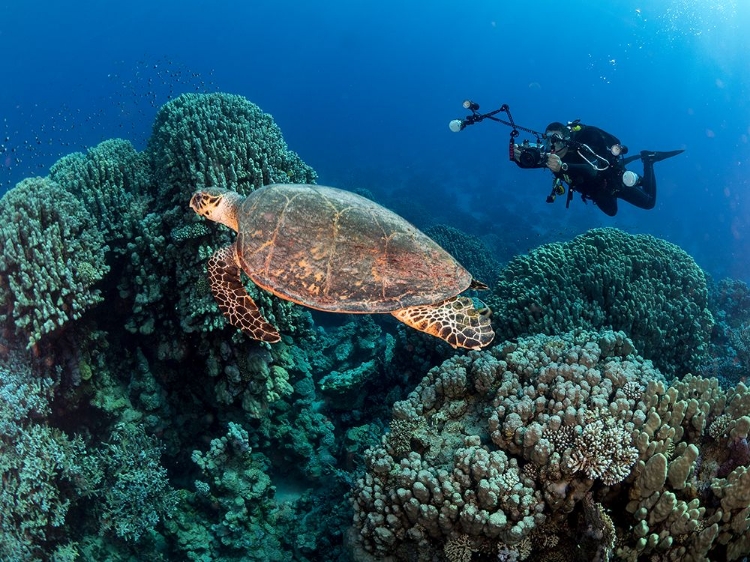 Picture of TURTLE AND A PHOTOGRAPHER