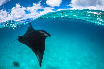 Picture of A REEF MANTA RAY IN MAYOTTE