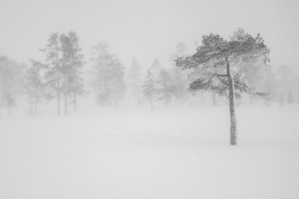 Picture of TREE IN SNOWSTORM