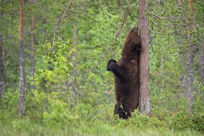 Picture of SCRATCHING