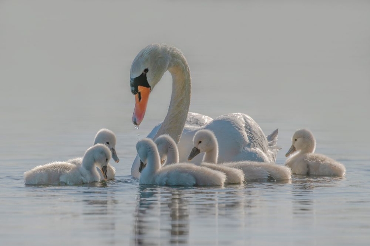 Picture of MOM IS THE WHOLE WORLD FOR BABIES.