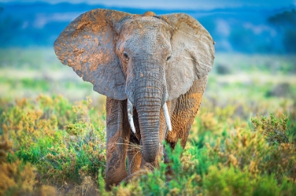 Picture of PASTEL ELEPHANT