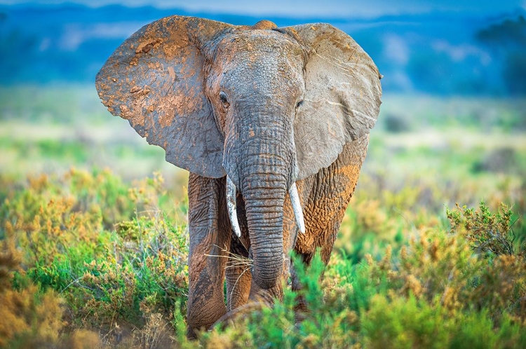 Picture of PASTEL ELEPHANT