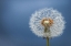 Picture of DANDELION