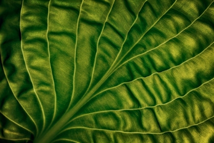 Picture of LEAF OF A HOSTA