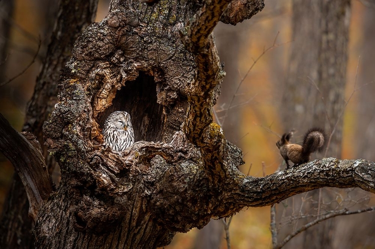 Picture of AN OWL A A SQUIRREL