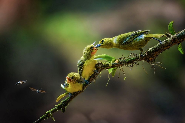 Picture of A YELLOW BIRDS