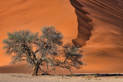 Picture of ACACIA IN THE DESERT
