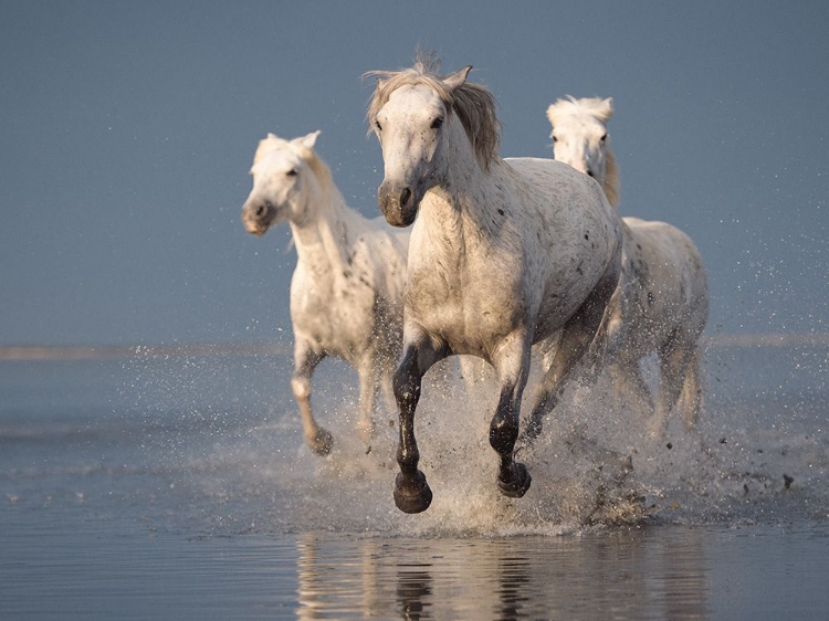 Picture of CAMARGUE HORSES ON SUNSET