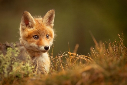 Picture of FOX