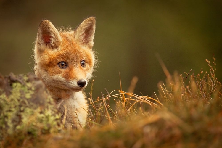 Picture of FOX