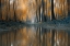 Picture of THE WOODS