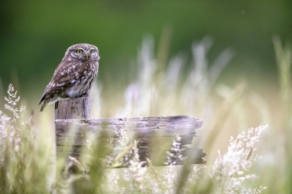 Picture of LITTLE OWL