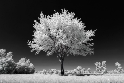 Picture of WHITE TREE