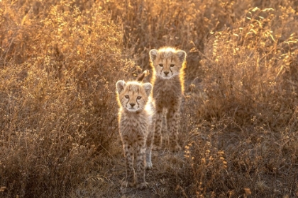 Picture of TWO LITTLE CHEETAH