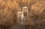 Picture of TWO LITTLE CHEETAH