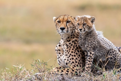 Picture of CHEETAH CUB WITH  MOM