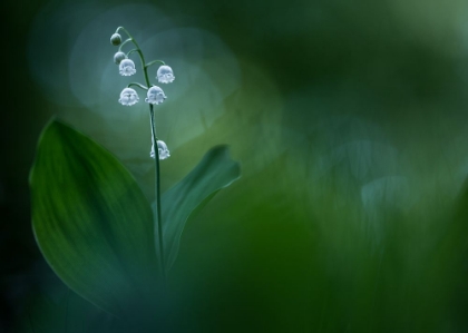 Picture of LILLY OF THE VALLEY