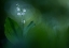 Picture of LILLY OF THE VALLEY