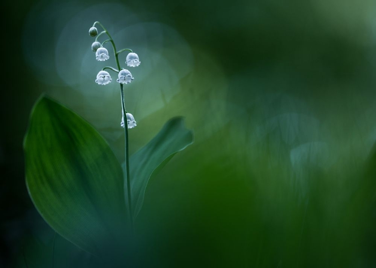 Picture of LILLY OF THE VALLEY