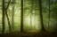 Picture of MYSTERIOUS SPRING MORNING
