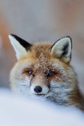 Picture of RED FOX