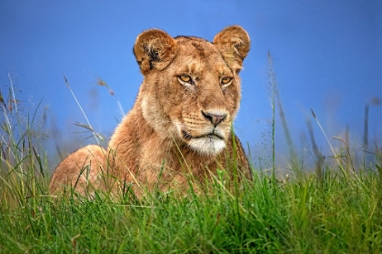 Picture of LIONESS CLOSE UP