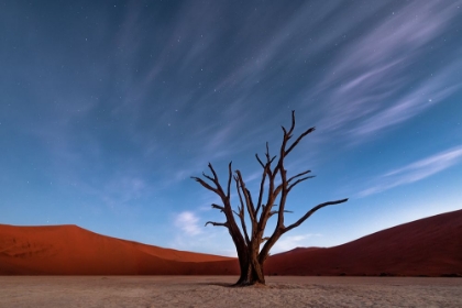 Picture of DEADVLEI AT DUSK