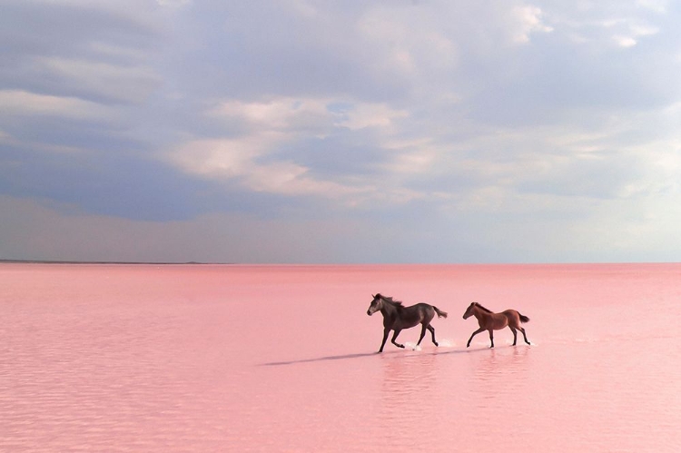 Picture of PINK SALT LAKE