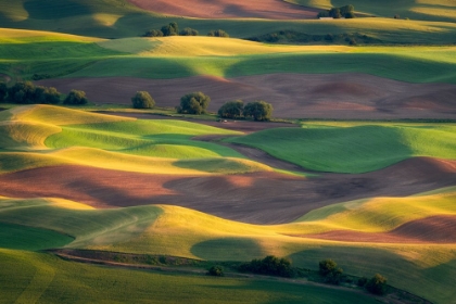 Picture of COLORFUL PALOUSE