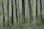 Picture of TREES IN MOTION