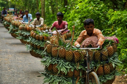 Picture of TRANSPORTING PINEAPPLES