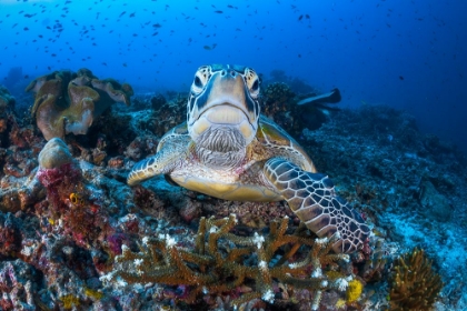 Picture of FACE TO FACE WITH A GREEN TURTLE