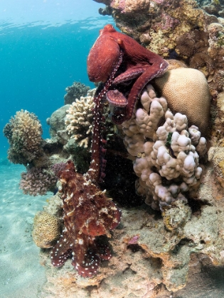 Picture of OCTOPUS MATING