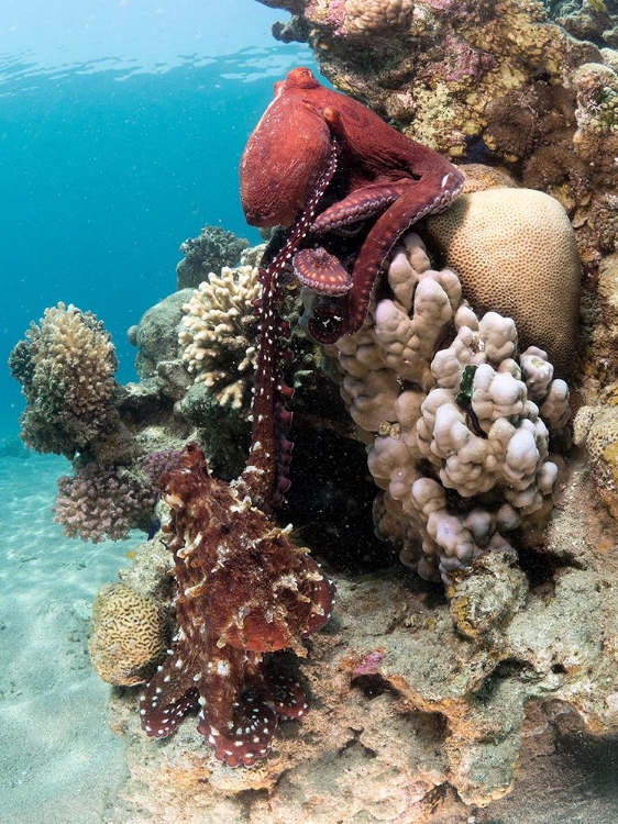 Picture of OCTOPUS MATING