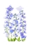 Picture of DELPHINIUM