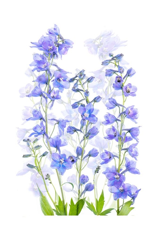 Picture of DELPHINIUM