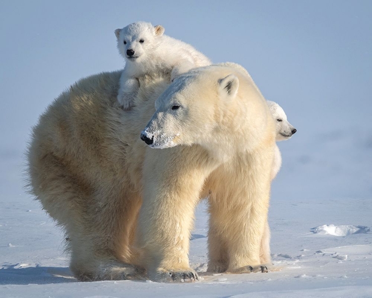 Picture of MISCHIEVOUS LITTLE POLAR BEAR