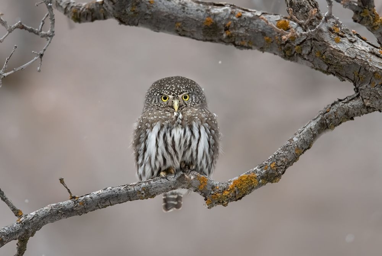 Picture of LITTLE GUY IN THE SNOW