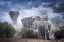Picture of ELEPHANTS OF AMBOSELI