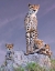 Picture of CHEETAH WITH CUBS AT DAWN