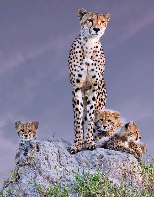Picture of CHEETAH WITH CUBS AT DAWN