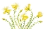 Picture of HYPERICUM